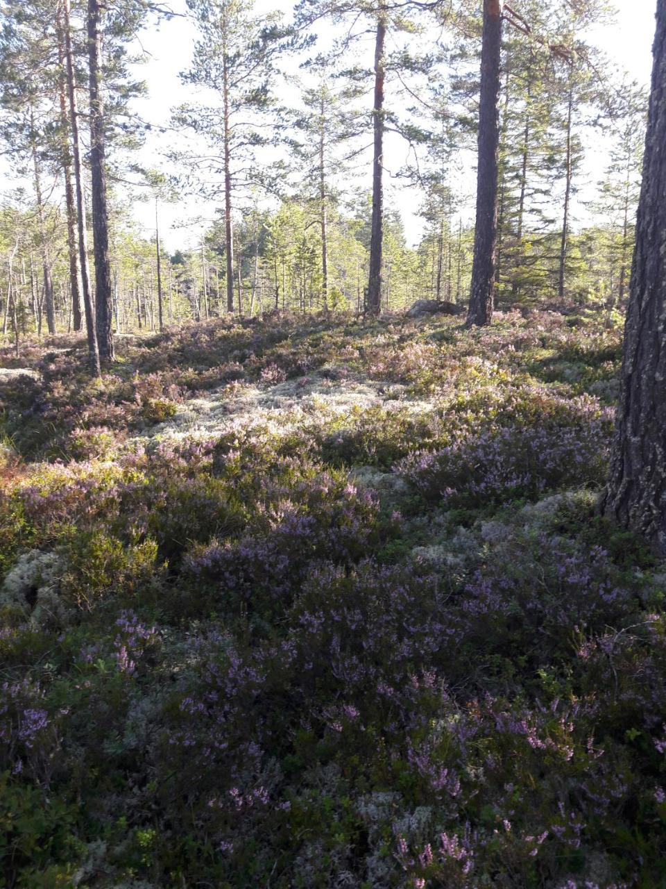 Hyttingsfabodstugor Borlänge Eksteriør bilde